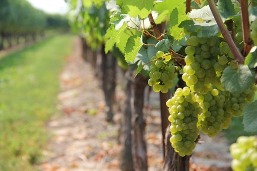 Инвестиции государства в сады и виноградники не застрахованы, заявил Президент НСА Корней Биждов на парламентских слушаниях в Совете Федерации